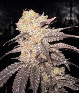 A close-up of a Purple Crack (F) cannabis plant with dark purple leaves and dense, trichome-covered buds.