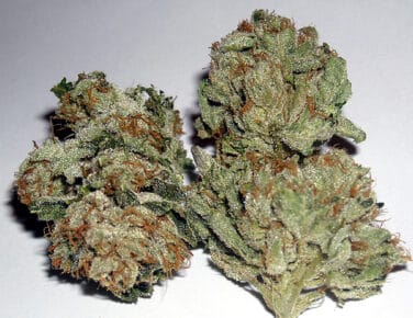 Close-up of three Rug Burn OG (R) [RETIRING] dried cannabis buds with visible trichomes on a white background.