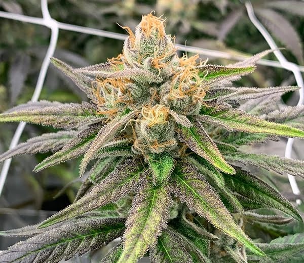 Close-up of a mature Somali Ghost Train (R) cannabis plant with dense, frosty buds and orange hairs, surrounded by green and purple leaves, against a backdrop of a white trellis.