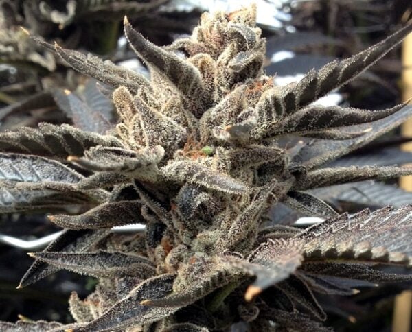 Star Killer - Rare Dankness