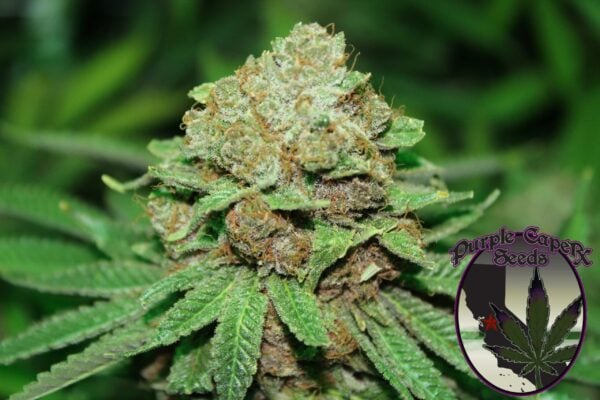 A close-up of a cannabis plant with dense buds and green leaves, showcasing the lush beauty of Blackberry Cookies (R). The logo "Purple Caper Seeds" is in the bottom right corner.