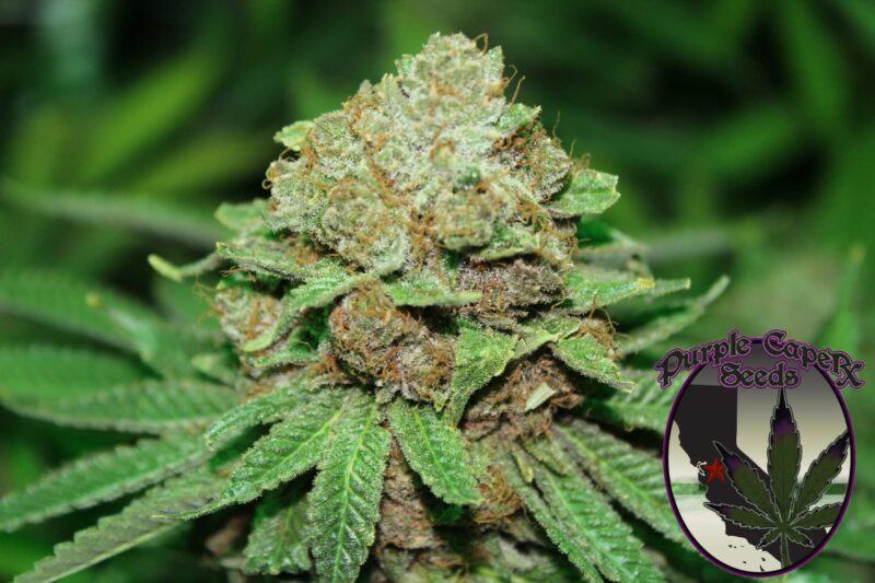 A close-up of a cannabis plant with dense buds and green leaves, showcasing the lush beauty of Blackberry Cookies (R). The logo "Purple Caper Seeds" is in the bottom right corner.