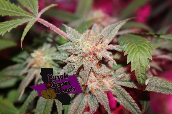Close-up of a cannabis plant with visible trichomes, showcasing the irresistible allure of Blackberry Zkittlez (R). The logo in the bottom left corner reads "Purple Caper Seeds" with an outline of California and a seed graphic.