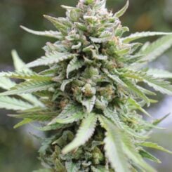 Lemongrass Humboldt Seed Co