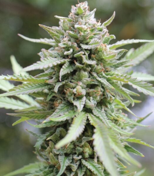 Lemongrass Humboldt Seed Co