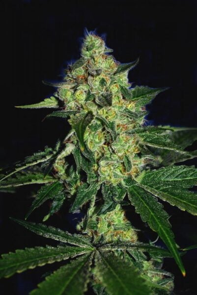 Close-up of a Sugar Mill (F) cannabis plant with dense buds, covered in white trichomes and surrounded by green serrated leaves against a dark background.