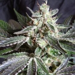 Sweet Seeds Black Jack Fast