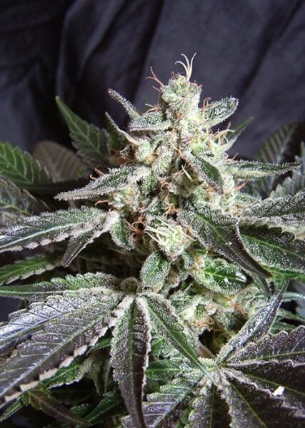 Sweet Seeds Black Jack Fast