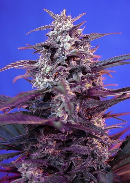 Close-up image of a Bloody Skunk Auto with purple and green leaves against a blue background.