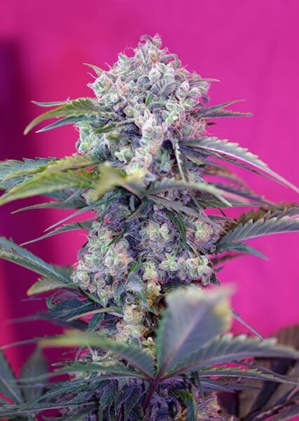 Sweet Seeds Cream Mandarin Auto