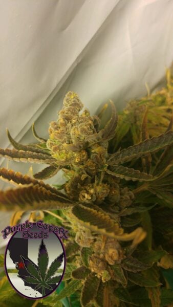 Purple Caper Chocolate Chip Cookies