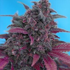 Dark Devil Auto Sweet Seeds