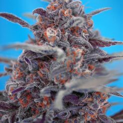 Devil Cream Auto Sweet Seeds