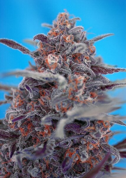 Devil Cream Auto Sweet Seeds