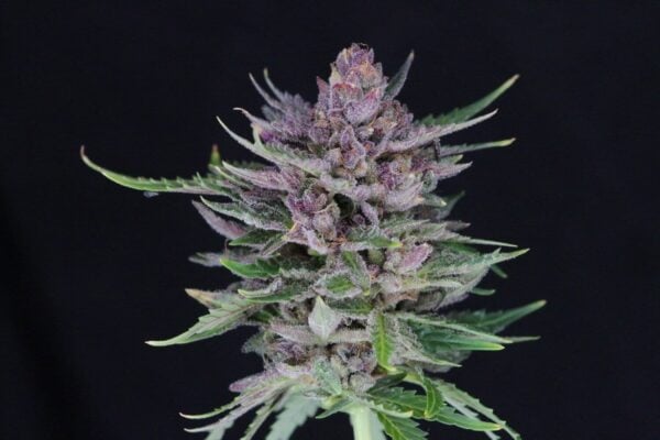 Twenty20 Mendocino Durban Sunrise Auto