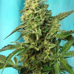Green Poison Fast Sweet Seeds