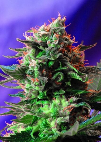 Jack 47 Sweet Seeds