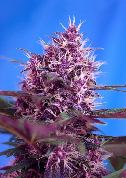 Purple cannabis bud with white trichomes and green leaves against a blue background, showcasing the vibrant beauty of Red Poison Auto.