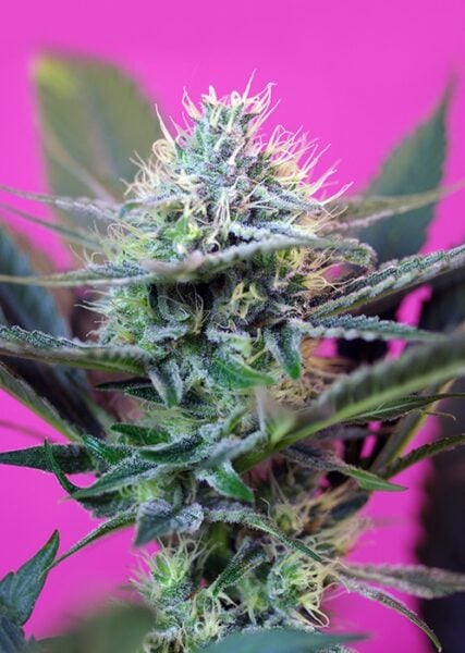 Close-up of a Speed + Auto cannabis plant with detailed view of buds and trichomes, set against a vibrant pink background.