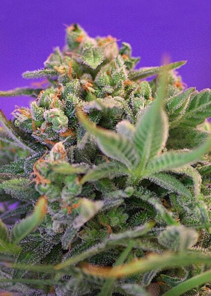 Close-up of a Sweet Cheese FAST cannabis plant with visible trichomes and orange pistils, set against a purple background.