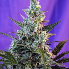 Close-up view of a Sweet Skunk Auto cannabis plant with dense, frosty buds and leaves against a purple background.