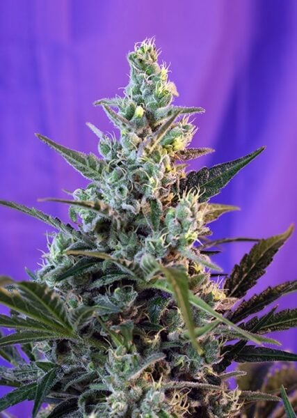 Close-up view of a Sweet Skunk Auto cannabis plant with dense, frosty buds and leaves against a purple background.