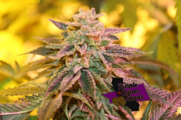 A close-up of a cannabis plant in bloom with trichomes visible on the buds, featuring the "Purple Caper Seeds" logo in the bottom right corner. The plant is from their renowned Strawberry Banana OG (R).