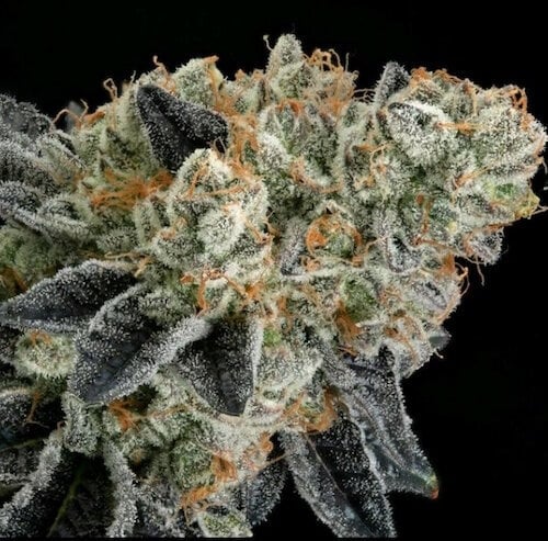Ethos Genetics End Game EC #4