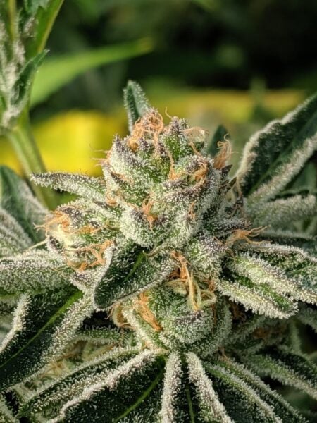 Close-up of a Pre-98 Bubba (F) cannabis plant bud covered in trichomes with orange pistils, surrounded by green leaves.