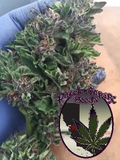 A hand wearing a blue glove holds a cannabis bud. Inset graphic features a cannabis leaf and the text "Purple Queen" against a striped background, reminiscent of the now-discontinued DISCONTINUED Purple Chocolate (R) strain.