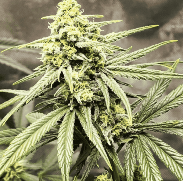Twenty20 Mendocino Trainwreck (Aracata Cut)