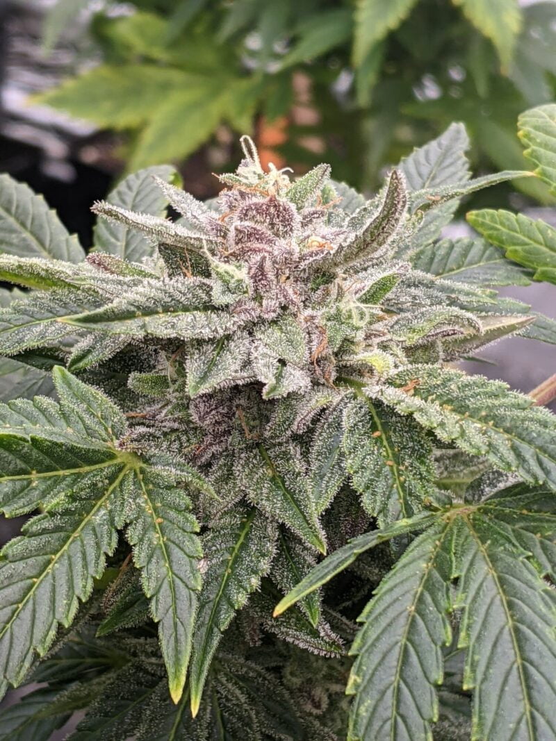 Close-up of a Vidamints Auto (CBD) cannabis plant with dense, frosty trichomes covering the leaves and buds. The leaves display a mix of green hues, with some purple-tinted areas.