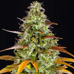 Watermelon Z Auto Cannabis Seeds by Barney's Farm