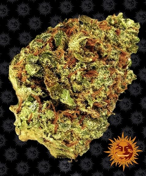 Watermelon Zkittlez Auto Barney's Farm