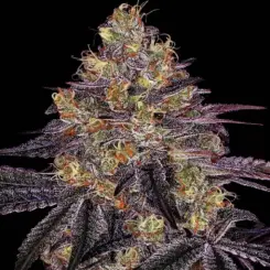 Watermelon Z Cannabis Seeds by Barney's Farm