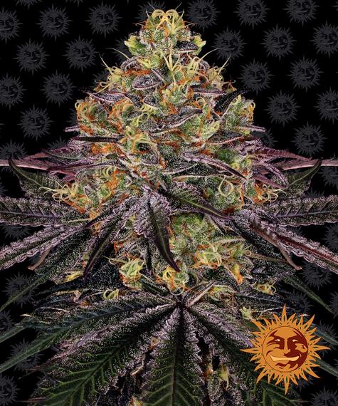 Watermelon Zkittlez Barney's Farm