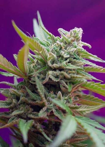Black Jack Auto Sweet Seeds