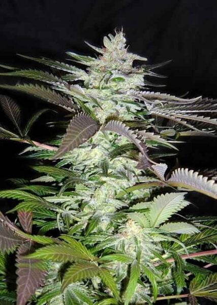 Close-up of a mature Black Jack (F) cannabis plant with dense, trichome-covered buds and jagged green leaves, set against a dark background.
