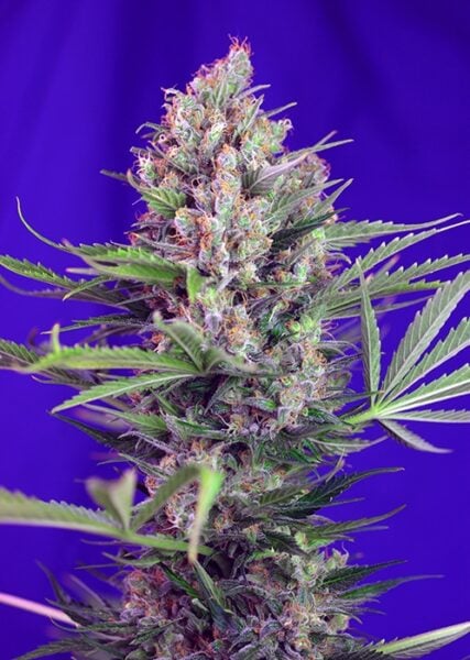Sweet Seeds Cream Mandarin Fast