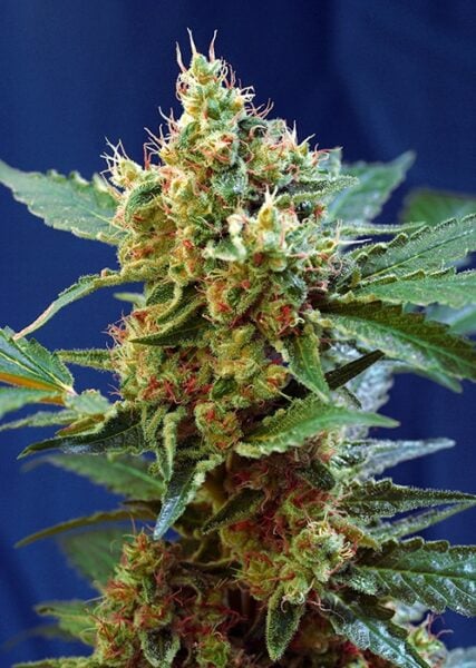 Cream Mandarin XL Auto Sweet Seeds