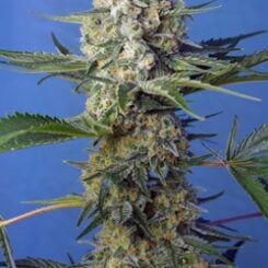Crystal Candy Fast Sweet Seeds