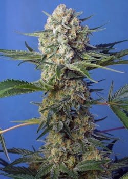 Crystal Candy Fast Sweet Seeds