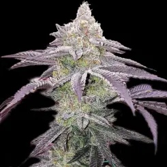 Colin OG Cannabis Seeds by Ethos Genetics