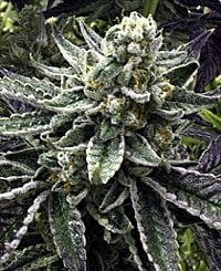Close-up of a mature Commerce City Kush (R) [RETIRING] cannabis plant, showcasing dense clusters of flowers surrounded by pointed, frosted leaves.