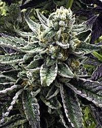 Close-up of a mature Commerce City Kush (R) [RETIRING] cannabis plant, showcasing dense clusters of flowers surrounded by pointed, frosted leaves.