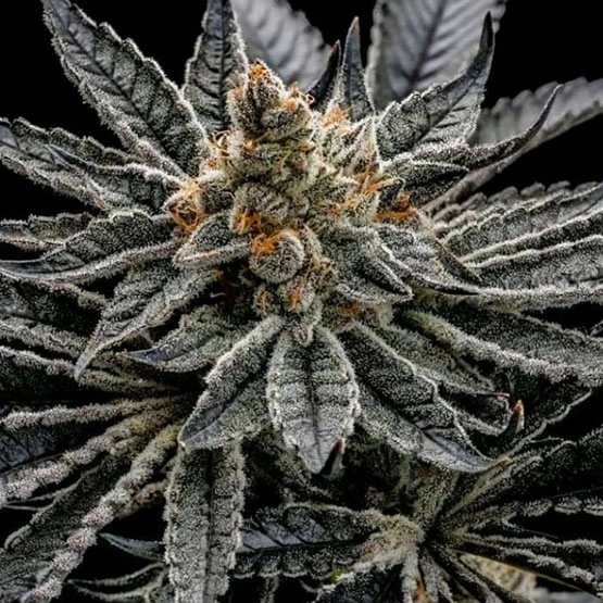 End Game R2 Cannabis Seeds by Ethos Genetics