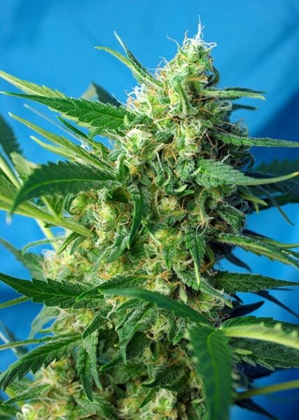 Ice Cool Auto Sweet Seeds