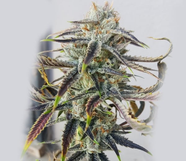 Rare Dankness Jenny Kush