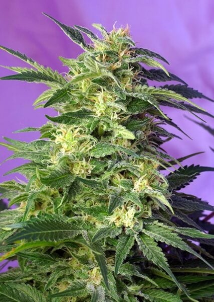 A close-up of a DISCONTINUED Killer Kush Auto cannabis plant with dense, trichome-covered buds and green leaves against a purple background.