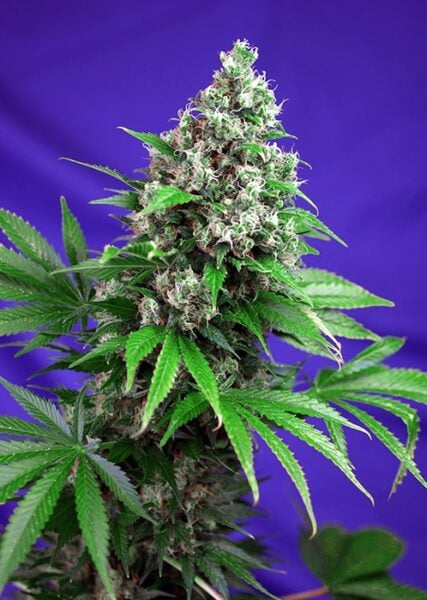 A Killer Kush FAST cannabis plant with green leaves and dense buds is set against a striking purple background.